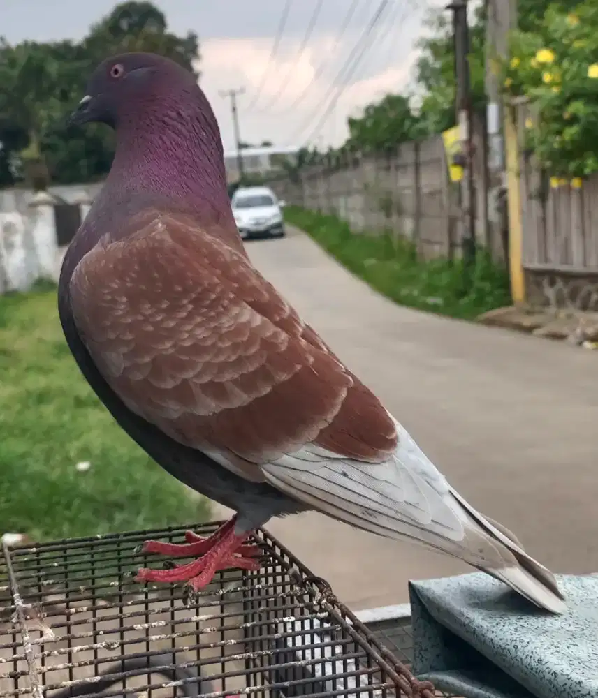 Sepasang merpati kolongan piyik 3 giring perdana