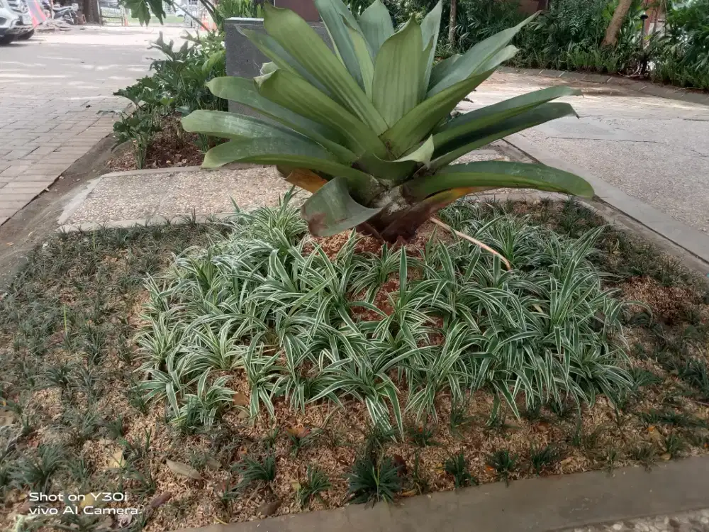 Jual rumput taman hias ready setok