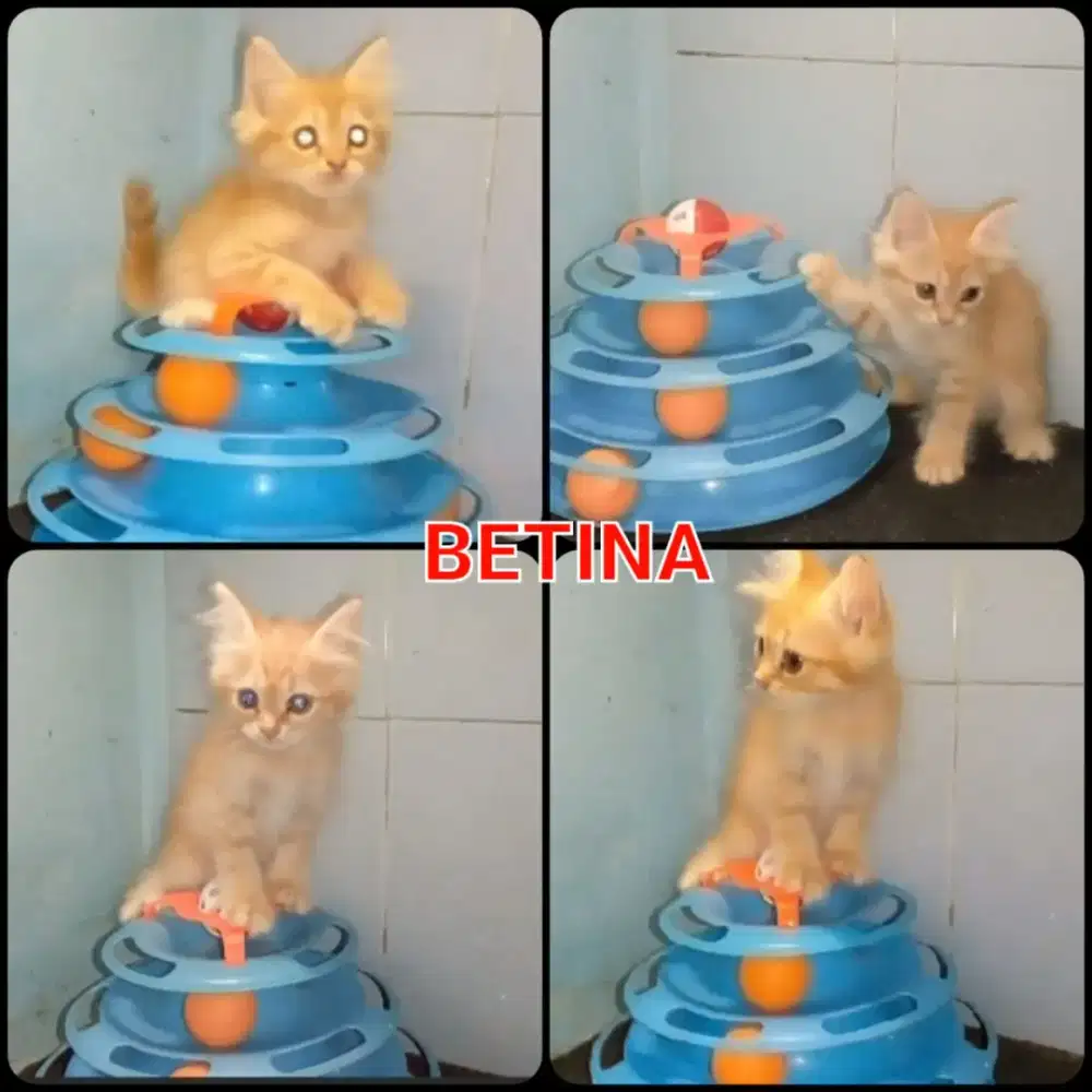Kitten betina 2 bln
