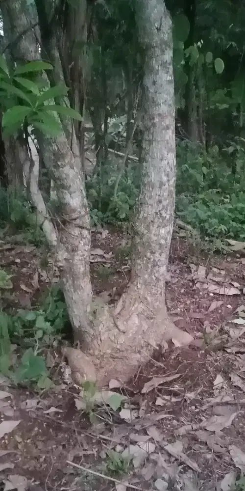 Perindang pohon pule