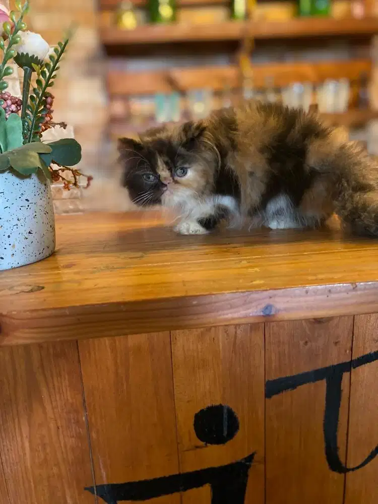 kitten persia peaknose