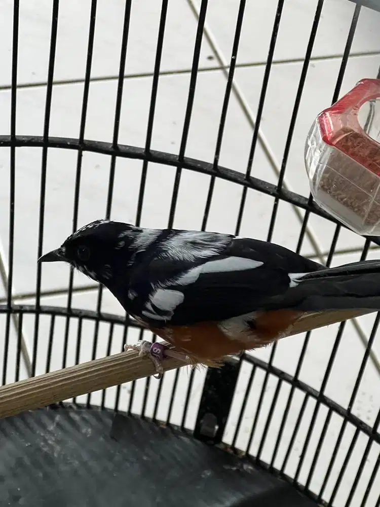 MURAI BLOROK EXTREEM JANTAN