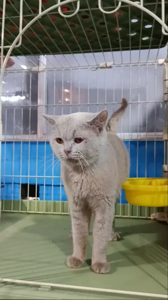 Bsh lilac dan bsh sf calico dilute