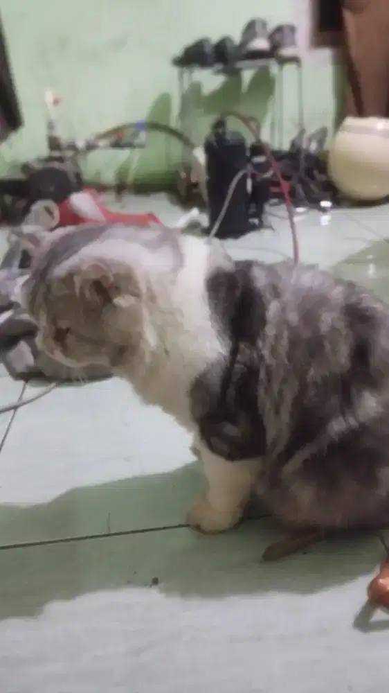 Kucing scottish fold