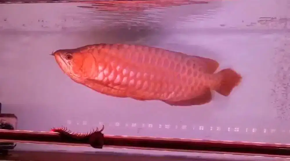 Ikan arwana super red