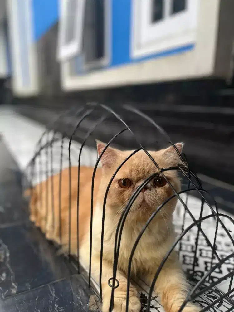 Peaknose jantan 1 tahunan udah bisa kawin bisa d cek sehat