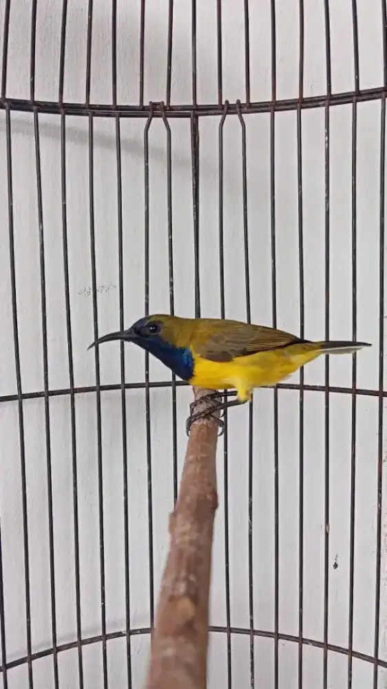 Burung Conin + kandang