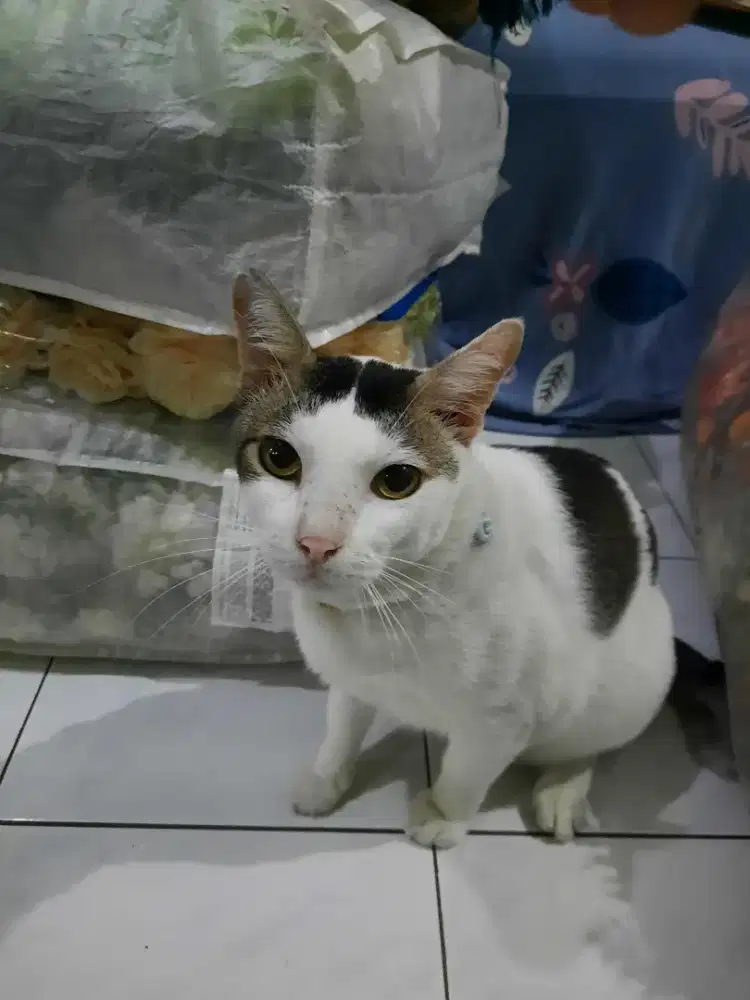 Mencari ART Pulang pergi untuk di rumah Bekasi Harapan Indah