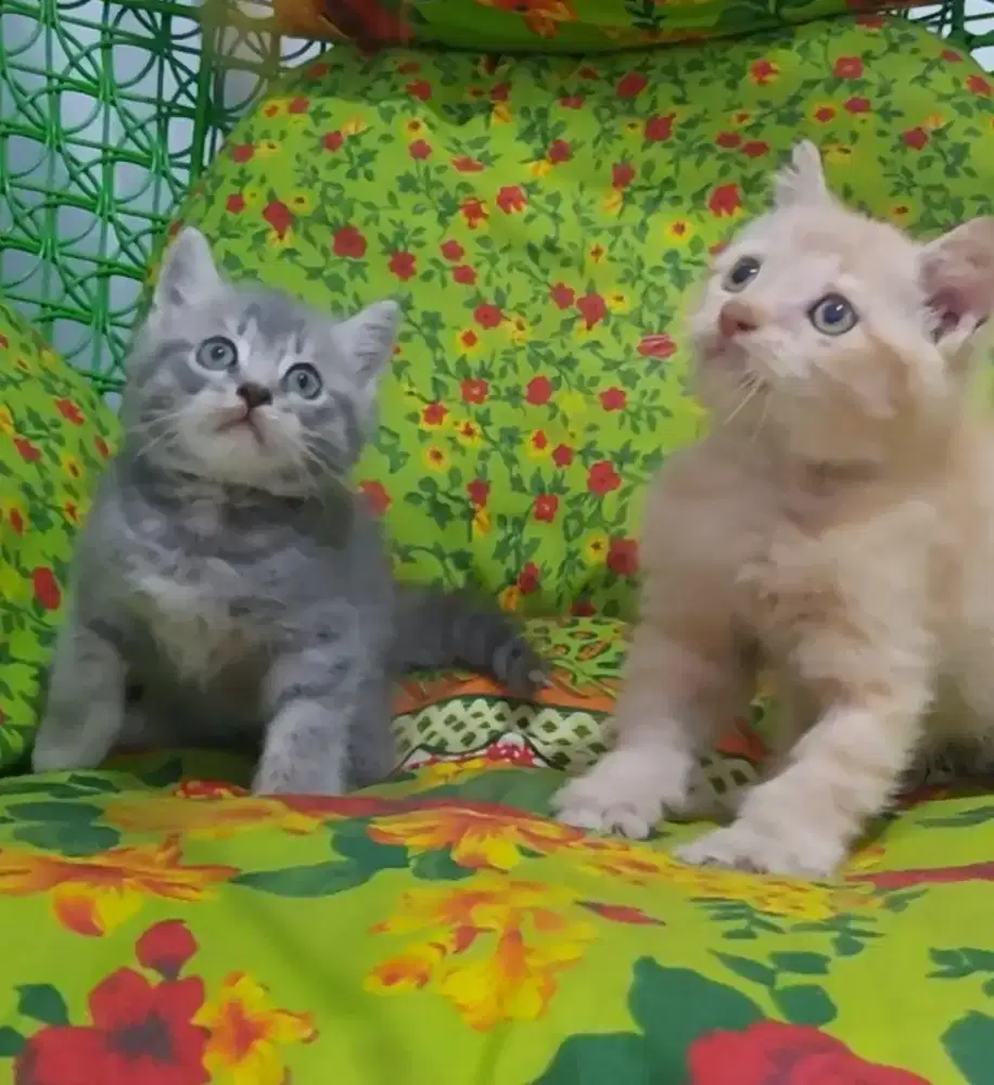 Sepasang BSH Blue tabby dan Red Line Ped