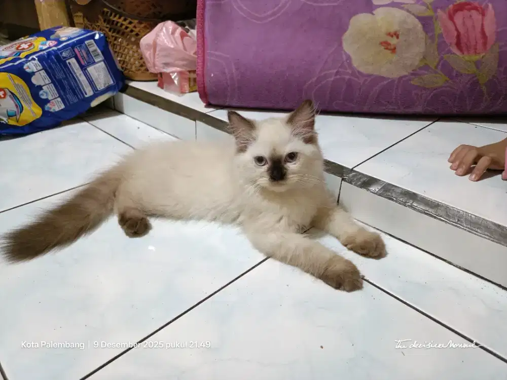 Open Adopt.. kitten 3 bulan. Ras persia himalaya