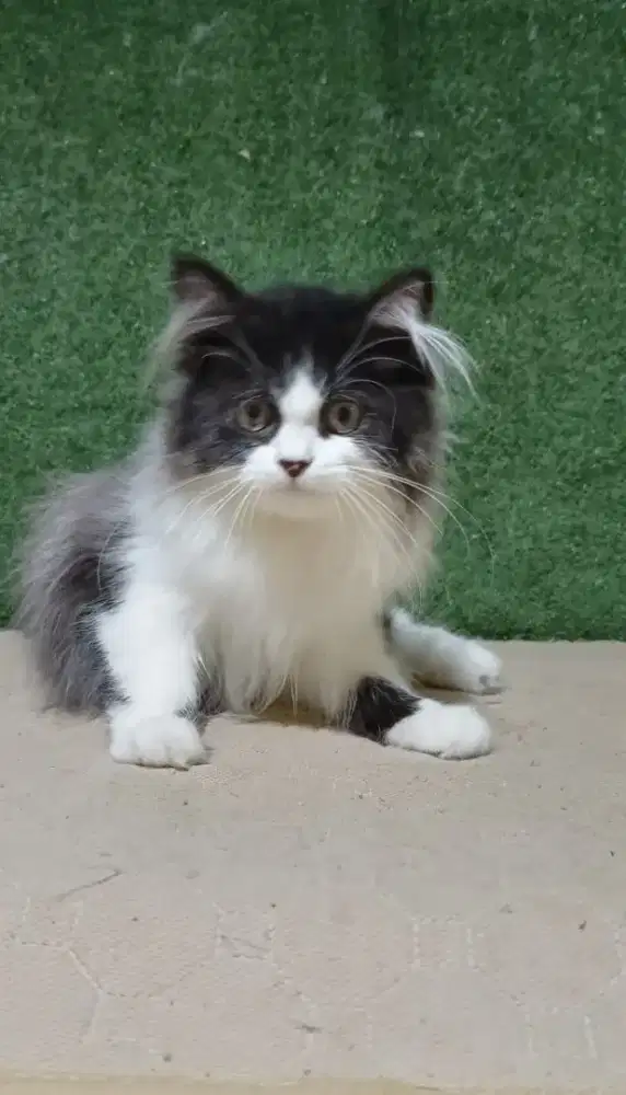 Lepas adop bermahar jantan usia 4 bulan