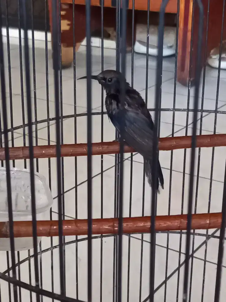 King konin bunyi burja