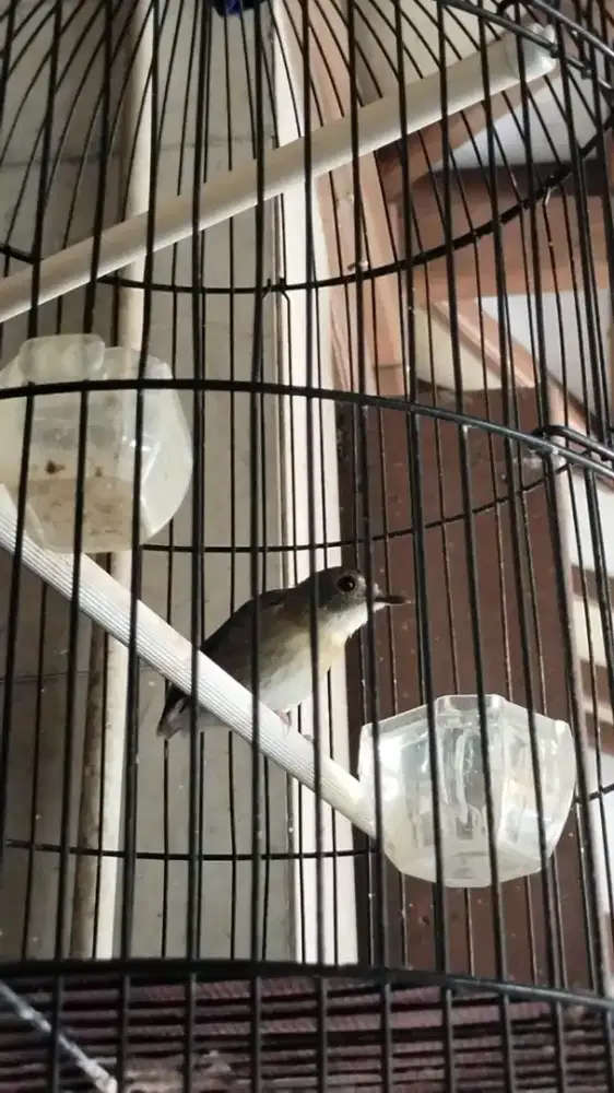 Burung dada coklat burja