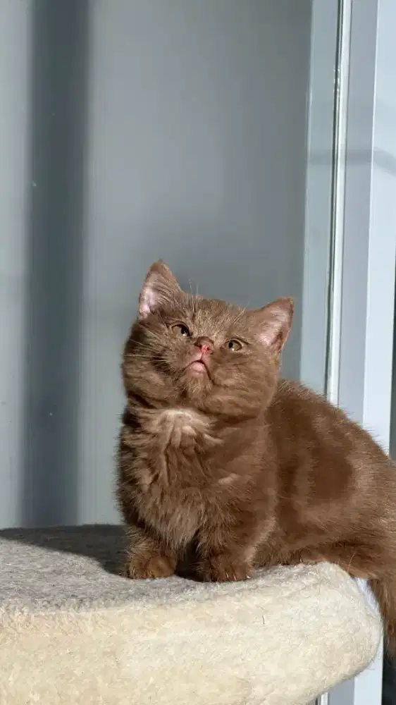 Anak Kitten Kucing MUNCHKIN BSH CINNAMON 2BULAN