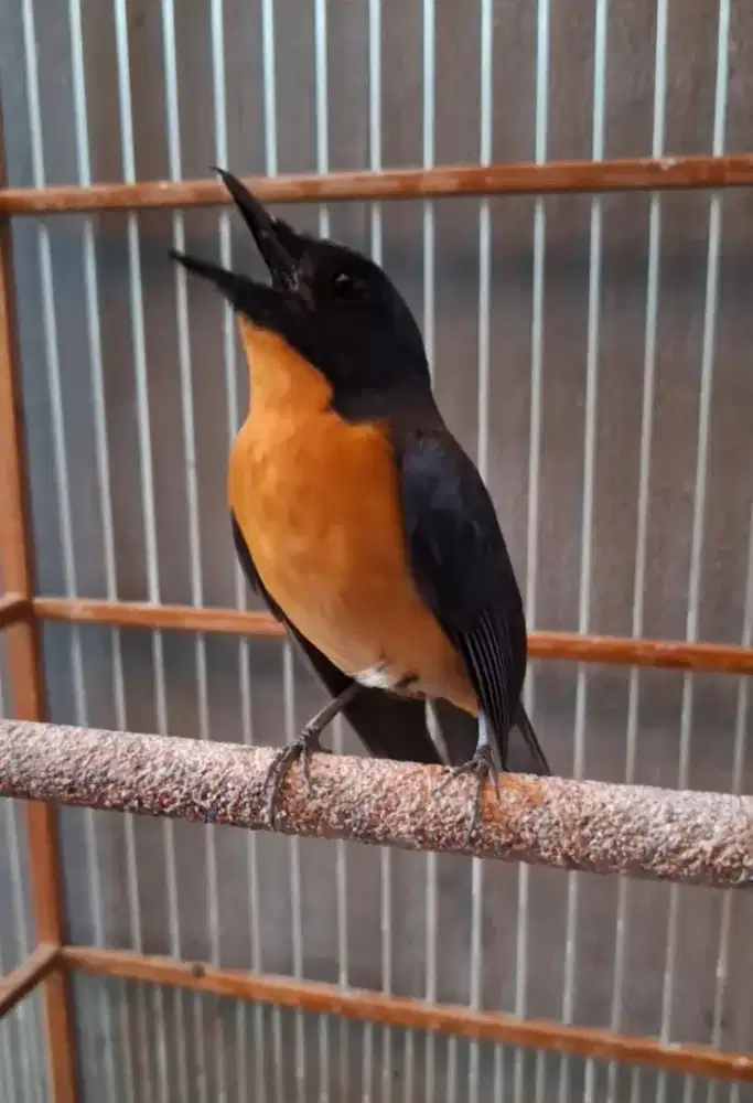 Tledekan gunung ori cianjur