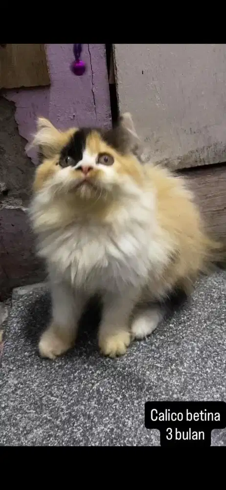 Kucing persia kitten