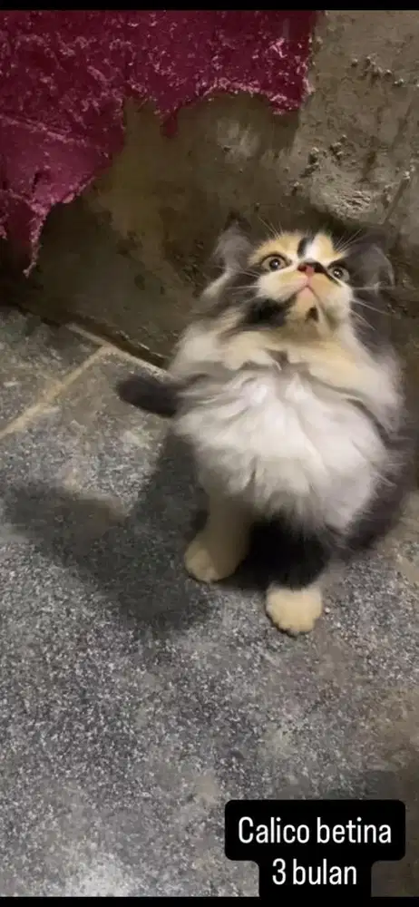 Kucing persia kitten