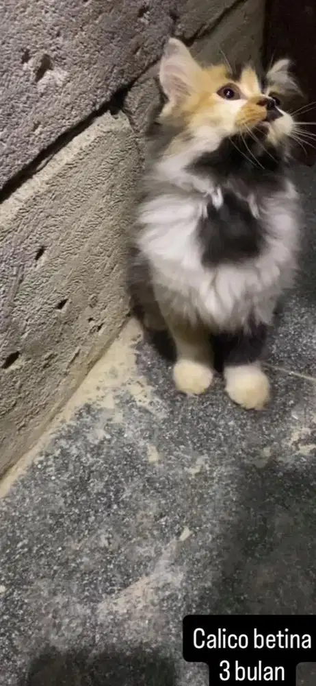 Kucing persia kitten