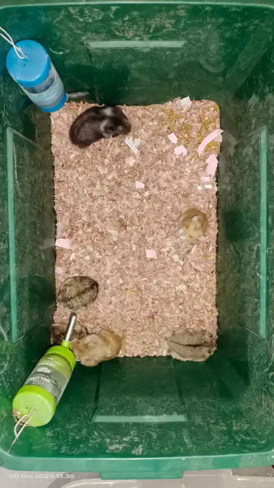 Dijual cepat 41 ekor hamster campbell