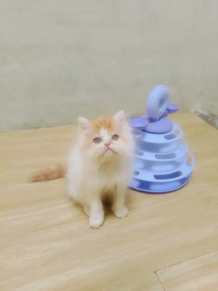 Kitten Persia jantan