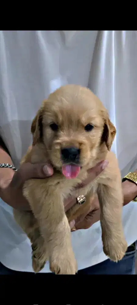 Anjing Golden Stambum