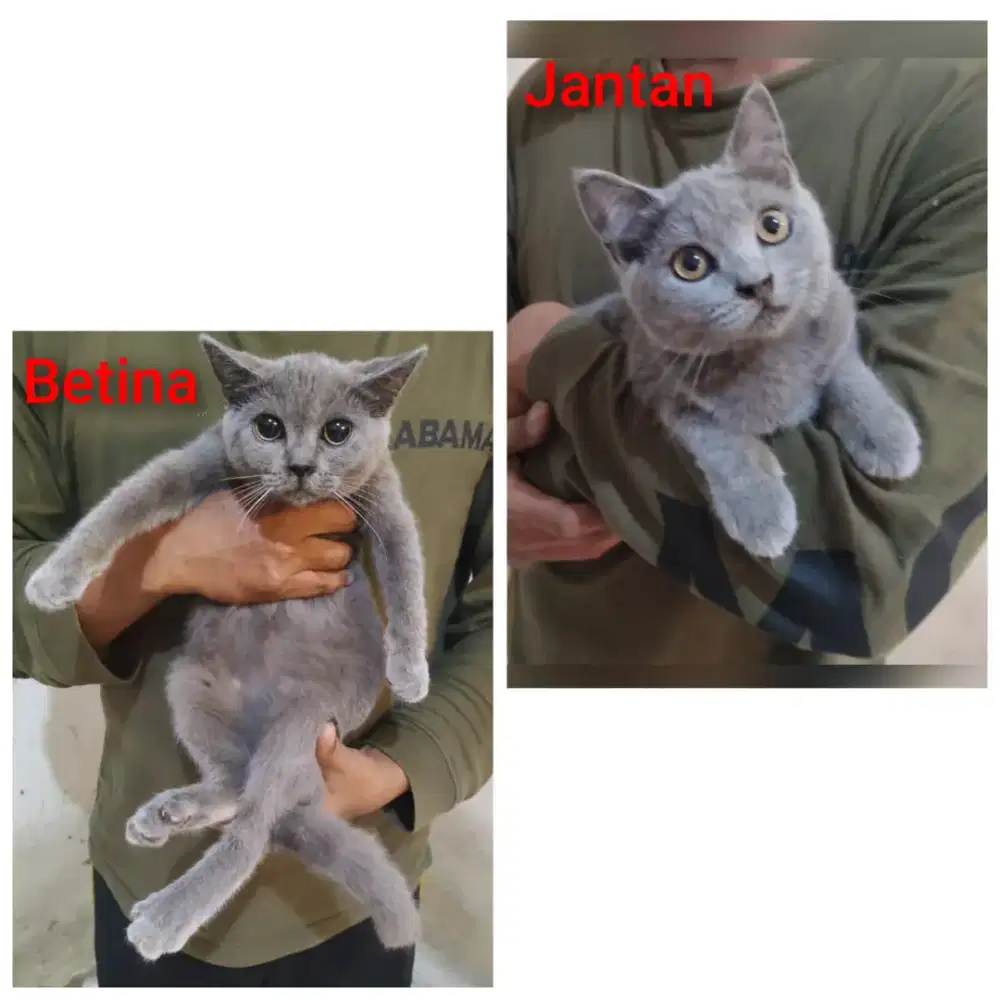 BSH BRITISH SHORT HAIR BLUE SOLID J&B KITTEN