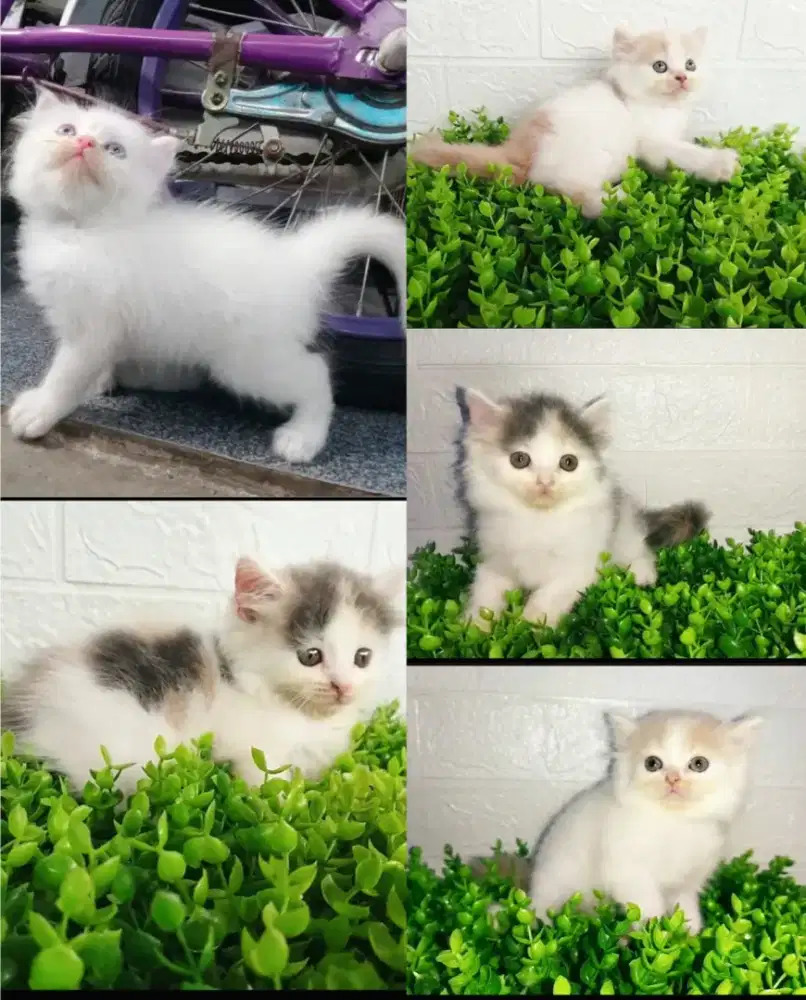Kucing persia Medium