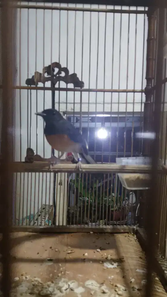 Murei betina dah siap ternak