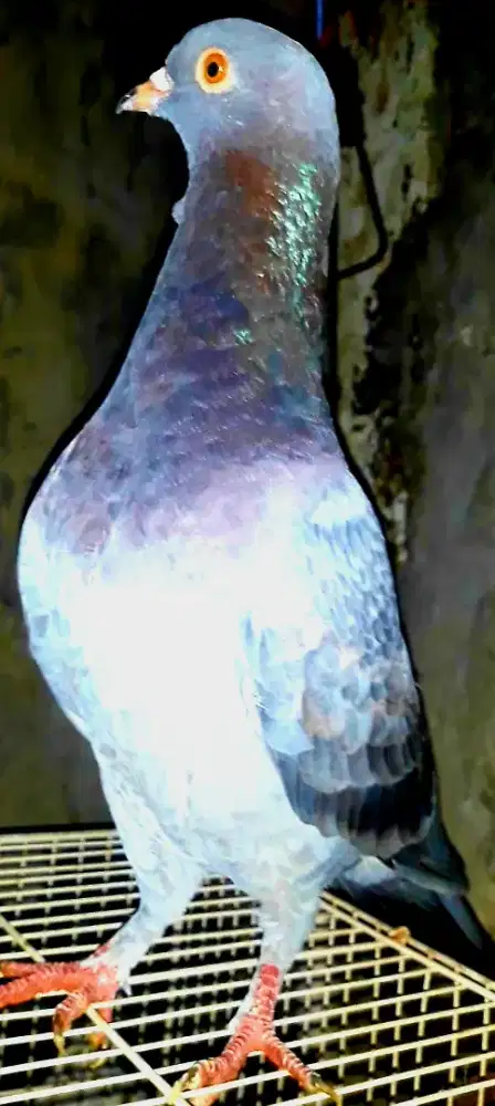 BURUNG MERPATI TINGGI JANTAN 4 EKOR