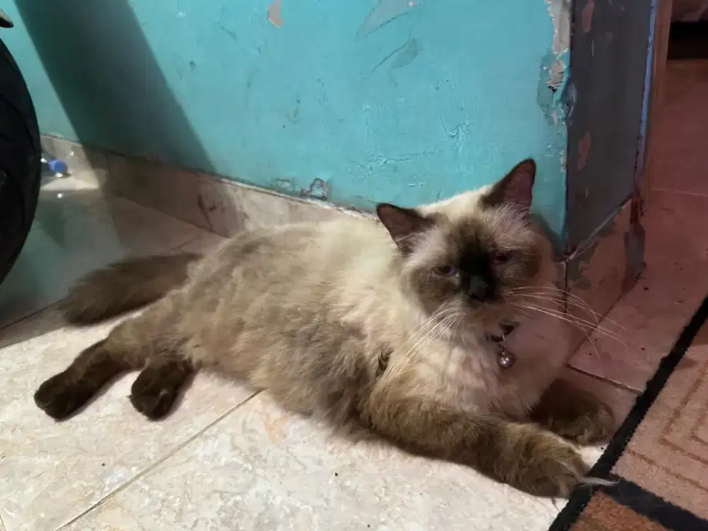 PERSIA HIMALAYA ASLI MURAAH