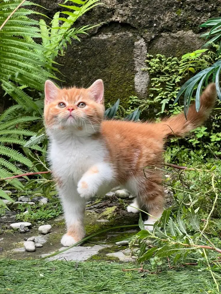 Kucing british shorthair garfield
