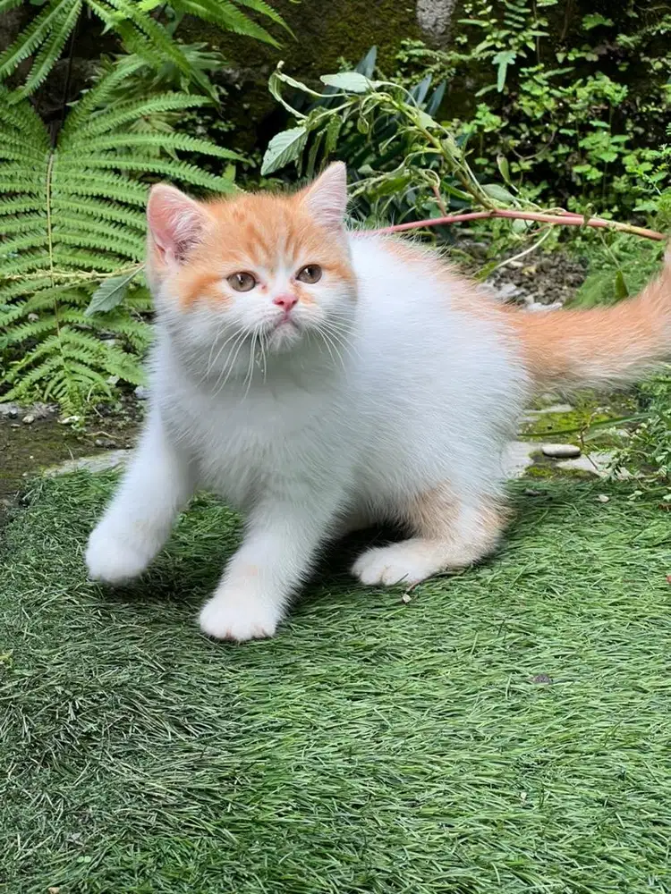 Kucing british shorthair garfield