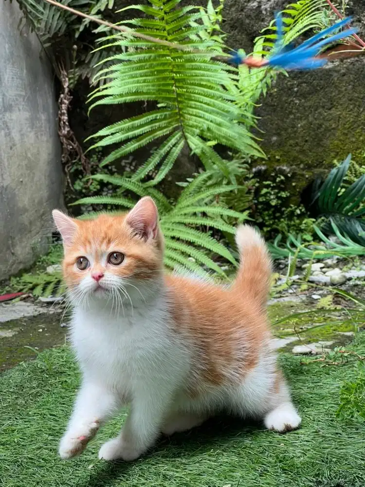 Kucing british shorthair garfield