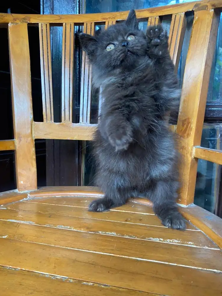 Kucing British Longhair Black Smoke