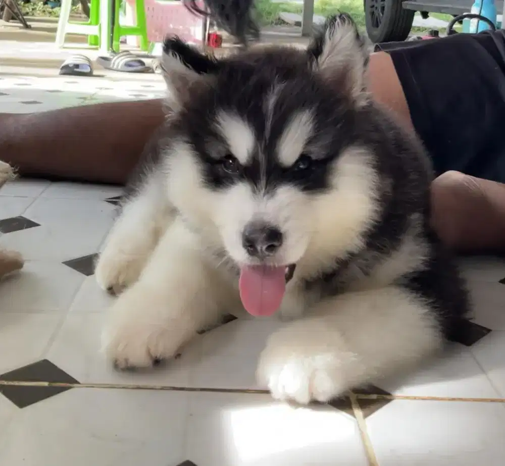 DIJUAL ANAK ANJING SIBERIAN HUSKY