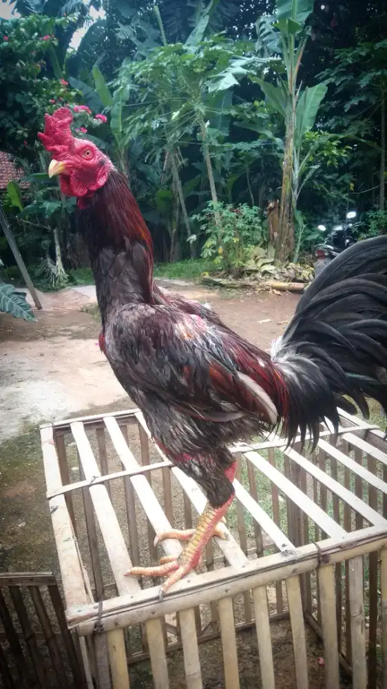 Ayam Bangkok (  Jago pama x pakhoy )