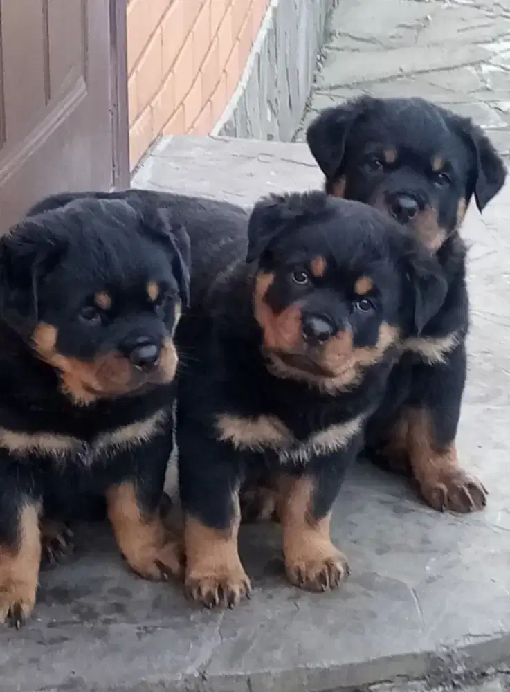 DIJUAL ANAK ANJING ROTTWEILER