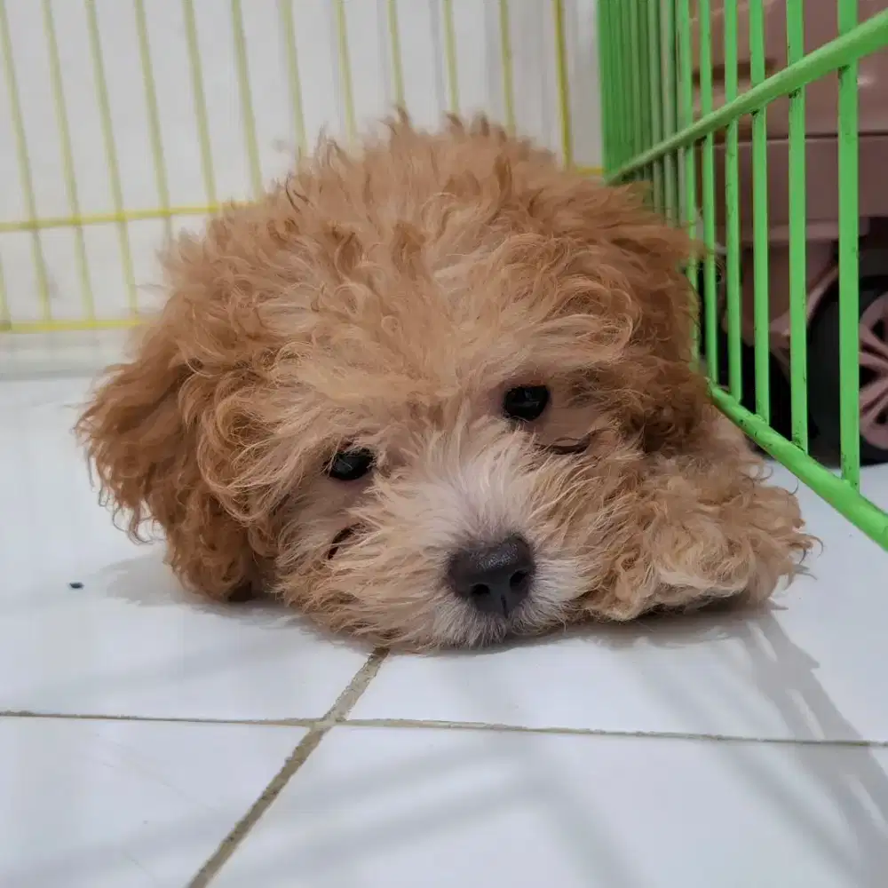 Toy poodle betina non stambun