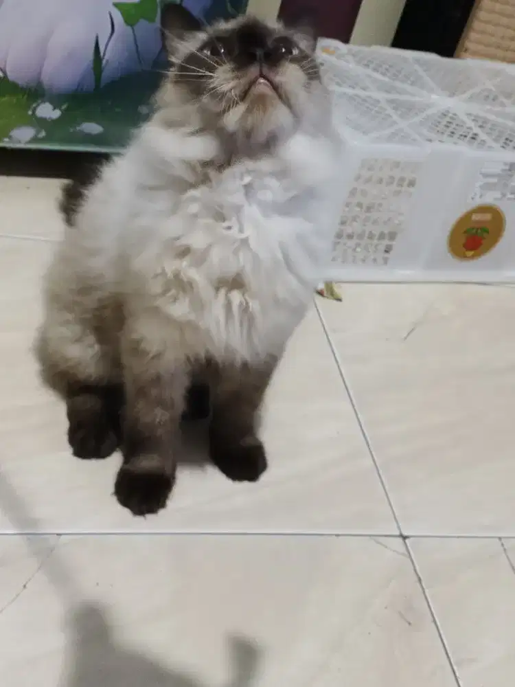 Kucing himalaya jantan cemong