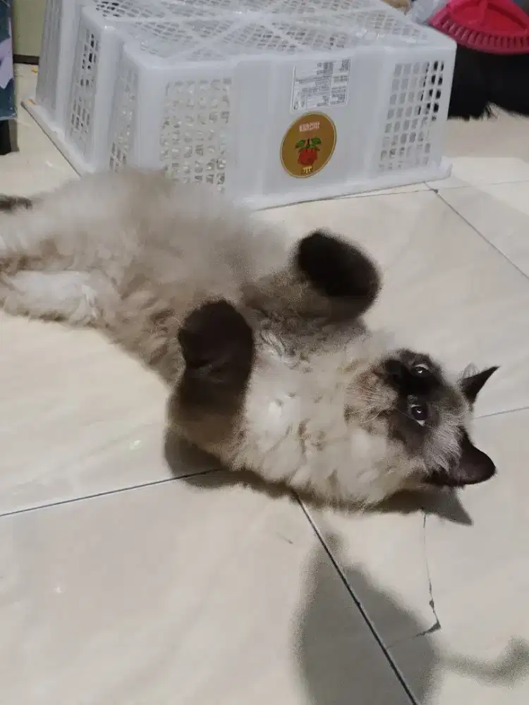 Kucing himalaya jantan cemong