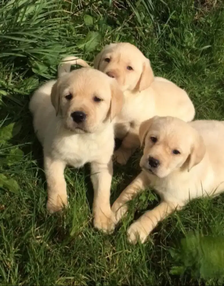 DIJUAL ANAK ANJING LABRADOR