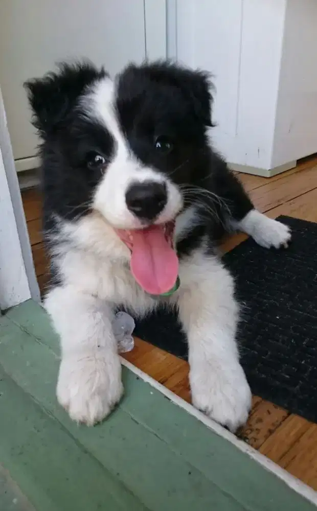 DIJUAL ANAK ANJING BORDER COLLIE