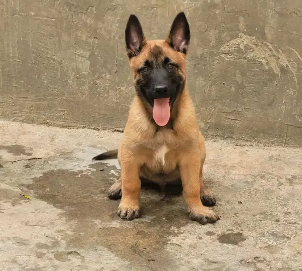 DIJUAL ANAK ANJING BELGIAN MALINOIS