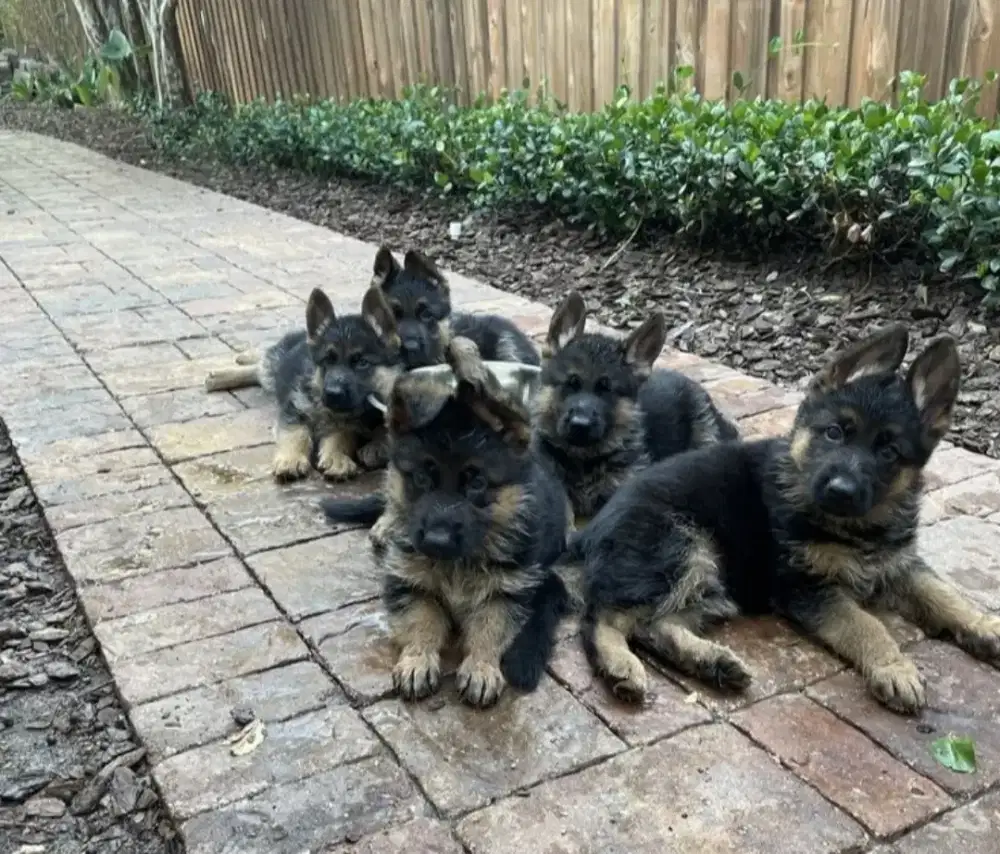 DIJUAL ANAK ANJING GSD/HERDER