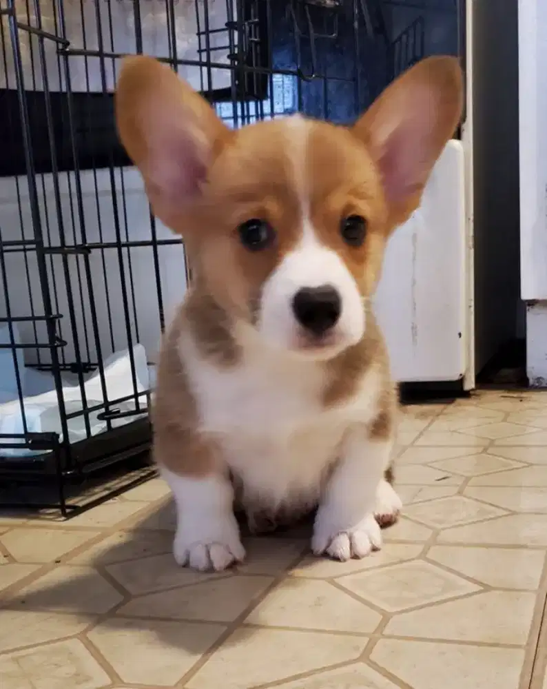 DIJUAL ANAK ANJING CORGI