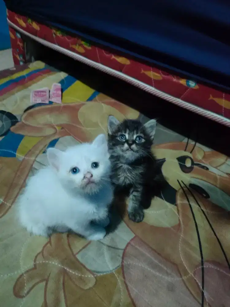 KUCING PERSIA PURE SEPASANG