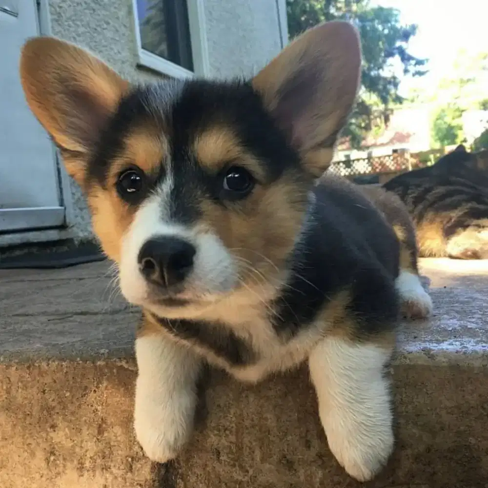 DIJUAL ANAK ANJING CORGI