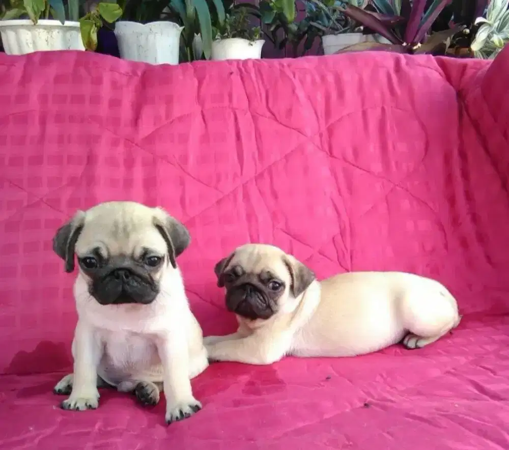 DIJUAL ANAK ANJING PUG