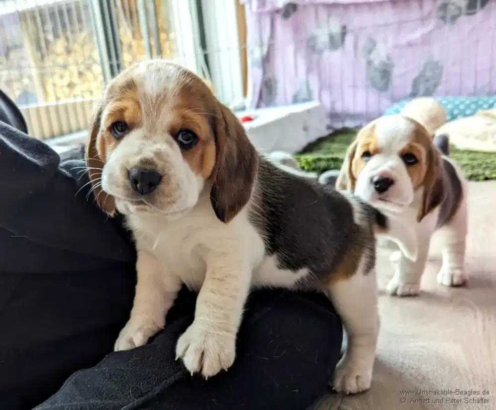 DIJUAL ANAK ANJING BEAGLE
