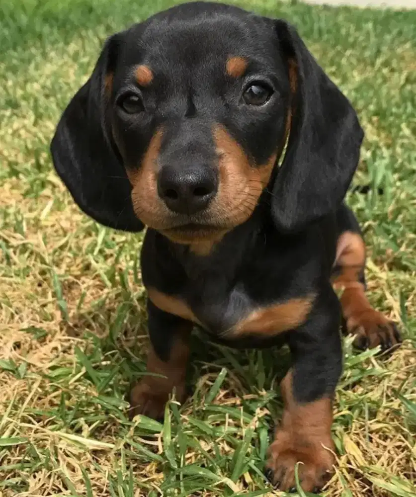 DIJUAL ANAK ANJING TEKEL/DACHSHUND